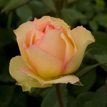 Rosa Jalitah - Grootbloemige roos