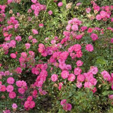 Rosa Knirps - Polyantharoos