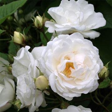 Rosa banksiae Purezza - Ramblerroos