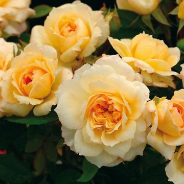 Rosa Generosa® Marc-Antoine Charpentier - Struikroos