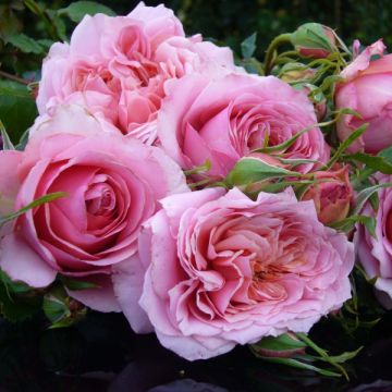 Rosa Generosa® Monique Bouygues - Struikroos