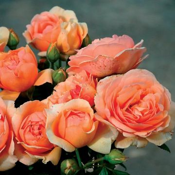 Rosa Generosa® Nicole Mioulane - Struikroos