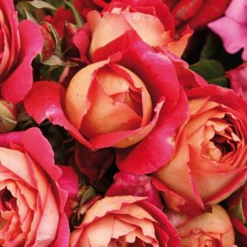 Rosa Generosa® Reine Sammut - Struikroos