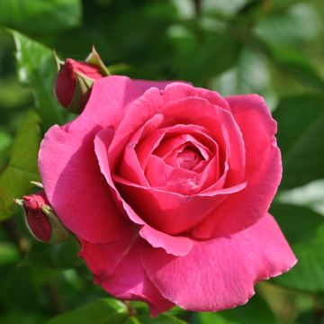 Rosa Naomi - Grootbloemige roos