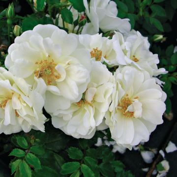 Rosa Diamant - Bodembedekkende roos