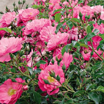 Rosa Neon - Bodembedekkende roos