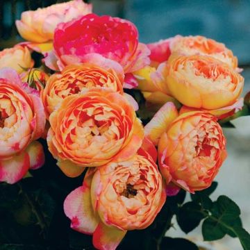 Rosa Generosa® Rosomane Janon - Struikroos