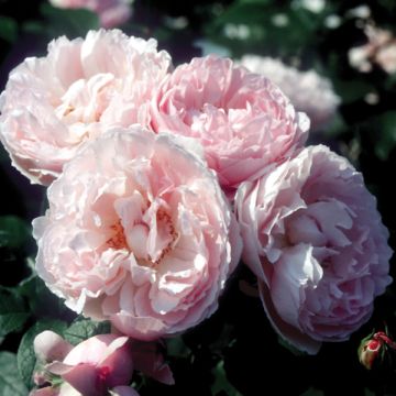 Rosa Souvenir de la Malmaison - Historische roos