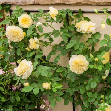 Rosa The Pilgrim - David Austinroos