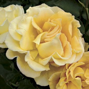 Rosa Chinatown - Grootbloemige roos