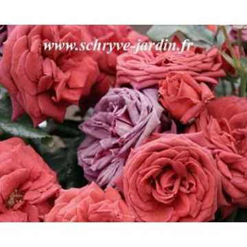 Rosa Jocelyn - Grootbloemige roos