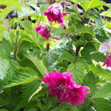 Rubus spectabilis Olympic Double - Prachtframboos