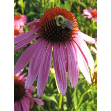 Echinacea purpurea Magnus - Rode zonnehoed