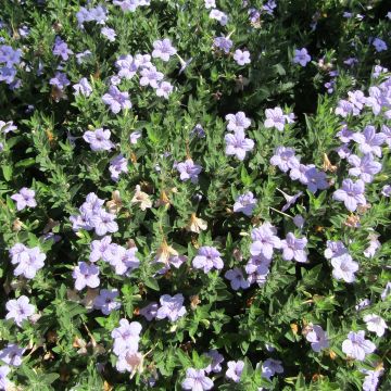 Ruellia humilis - Wilde petunia