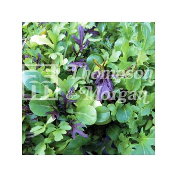 Pluksla Bright and Spicy mesclun