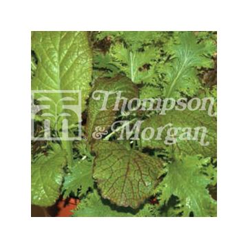 Bladmosterd mix Oriental Mustards