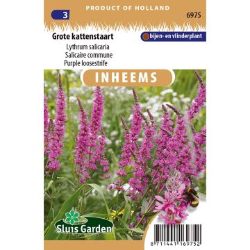 Lythrum salicaria (zaad) - Grote kattenstaart