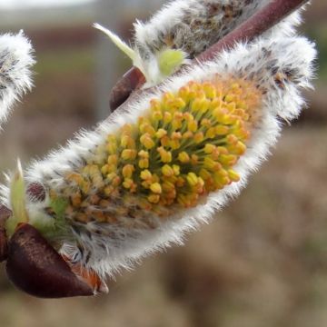 Salix caprea Gold-Bienenkätzchen - Boswilg