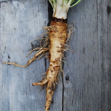 Haverwortel Mammouth BIO - Ferme de Sainte Marthe