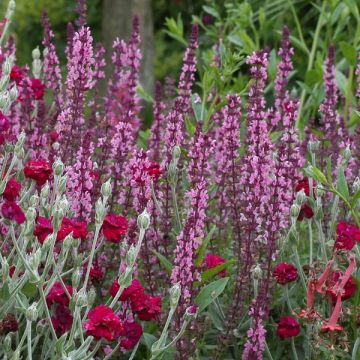 Salvia nemorosa Amethyst - Bossalie