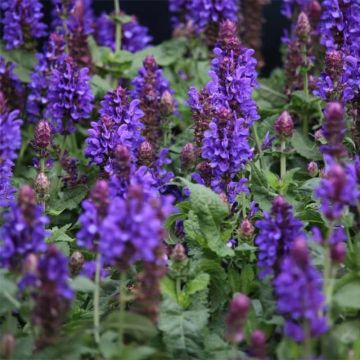Salvia nemorosa Blue Marvel - Bossalie