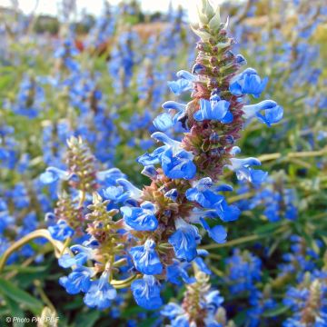 Salvia uliginosa African Skies - Moerassalie