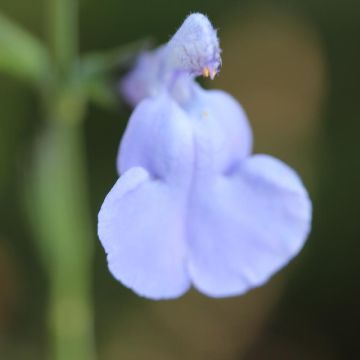 Salvia microphylla Delice Aquamarine - Struiksalie