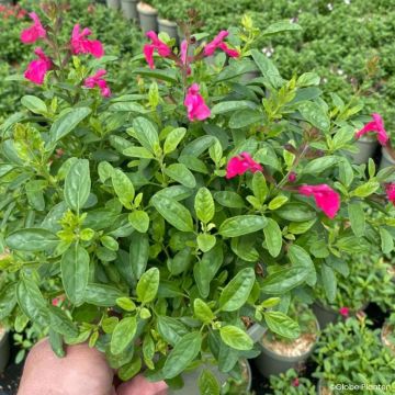 Salvia greggii Mirage Hotpink - Herfstsalie