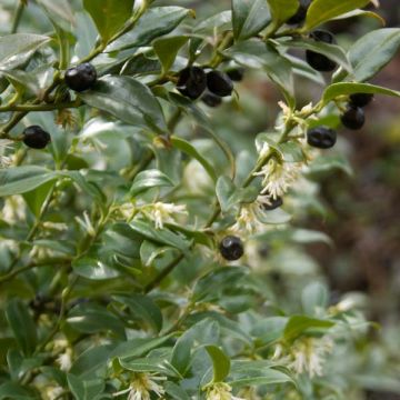 Sarcococca hookeriana - Vleesbes