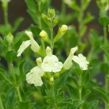 Salvia Lemon Light - Struiksalie