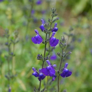 Salvia nemorosa Victoria Blue - Struiksalie