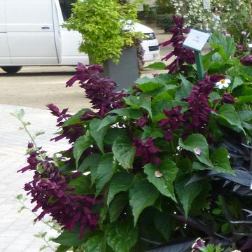 Salvia Gogo Purple - Vuursalie
