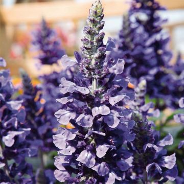 Salvia Mystic Spires Blue Improved - Meelsalie