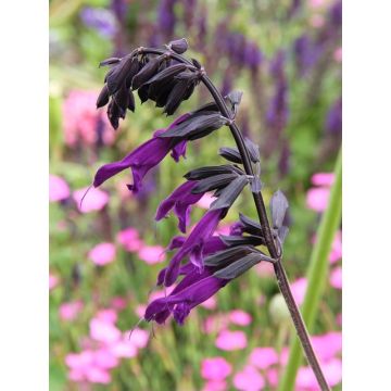 Salvia guaranitica Amistad - Reuzensalie