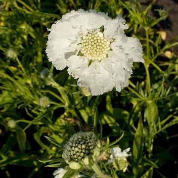 Scabiosa caucasica Alba - Kaukasisch duifkruid