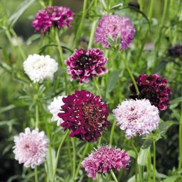 Duifkruid Mix (zaad) - Scabiosa atropurpurea
