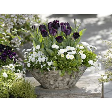 Voorjaarscollectie in Contrast