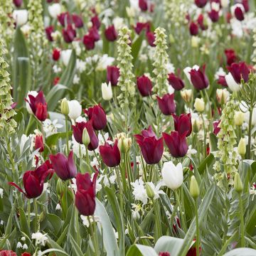 Collectie Robijn en Diamant