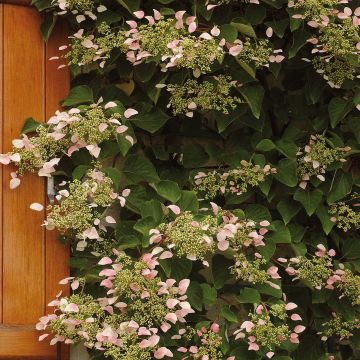 Schizophragma hydrangeoides Rose Sensation - Valse klimhortensia