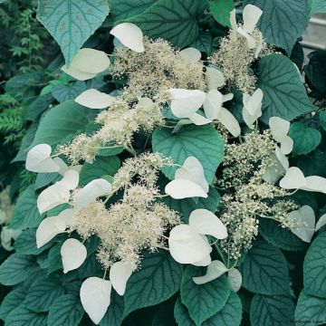 Schizophragma hydrangeoides Moonlight - Schijnhortensia