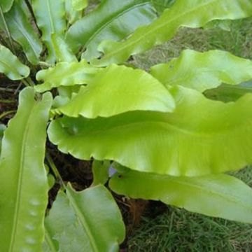Phyllitis scolopendrium - Tongvaren