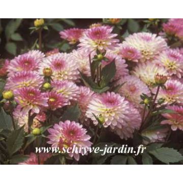 Dahlia Secret Glow - dwergdahlia