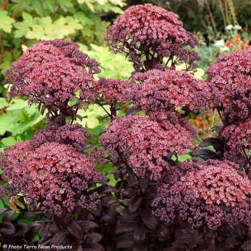Sedum Dark Magic - Hemelsleutel