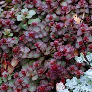 Sedum spurium Dragon Blood - Roze vetkruid
