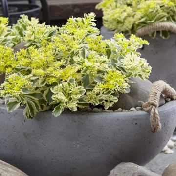 Sedum takesimense Atlantis - Orpin bont