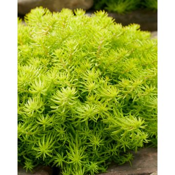 Sedum rupestre Sunsparkler Angelinas Teacup - Vetkruid