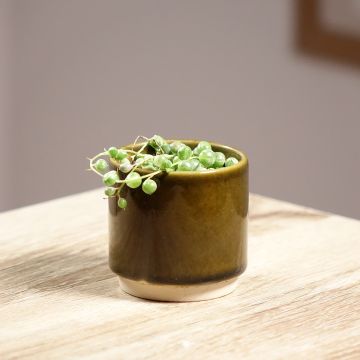 Senecio rowleyanus Variegata - Parelketting