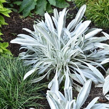 Senecio Donkey's Ears - Zilverkruiskruid