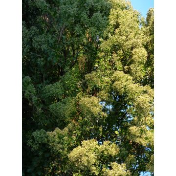 Baccharis halimifolia Baccador - Struikaster