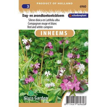 Silene dioica rood en wit (zaad) - Dagkoekoeksbloem